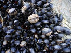 mussels