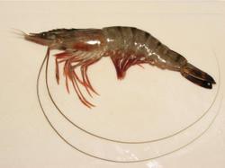 prawns